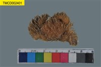 藏品(蝙蝠毛刺蟹)的圖片